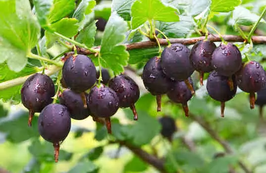 Крыжовник Челябинский слабошиповатый