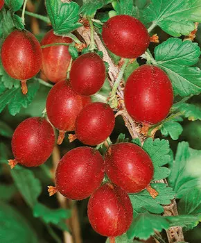 Крыжовник Черносливовый