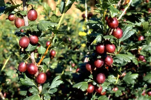 Крыжовник Фридония