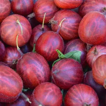 Крыжовник Каменяр