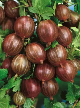 Крыжовник Машека