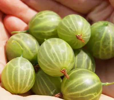 Крыжовник Мукуринес