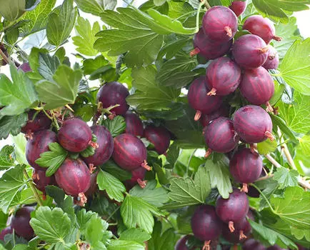 Крыжовник Неслуховский