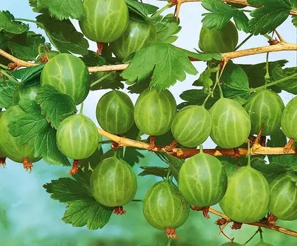 Крыжовник Пушкинский