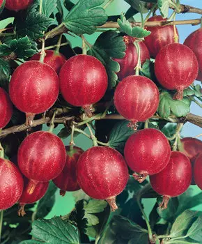 Крыжовник Сеянец Лефора