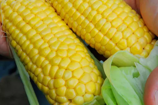 Кукуруза Аргос