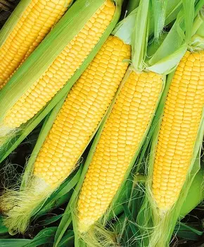 Кукуруза Царская F1