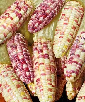 Кукуруза Чёрная жемчужина F1