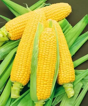 Кукуруза Леженд