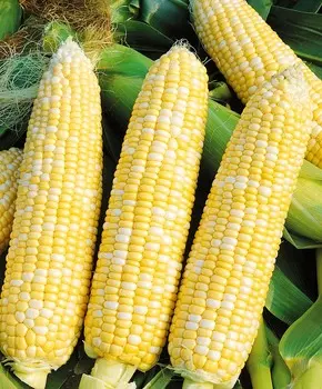 Кукуруза Счастливчик Жан F1