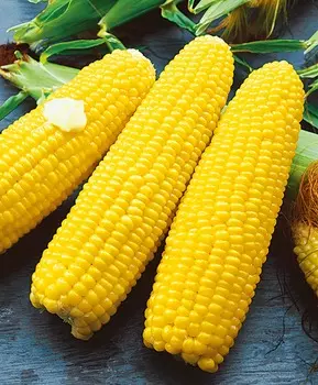 Кукуруза Турбо