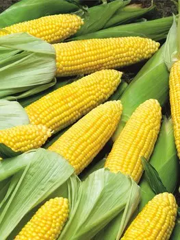 Кукуруза Золотой початок