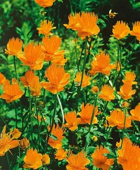 Купальница Китайская