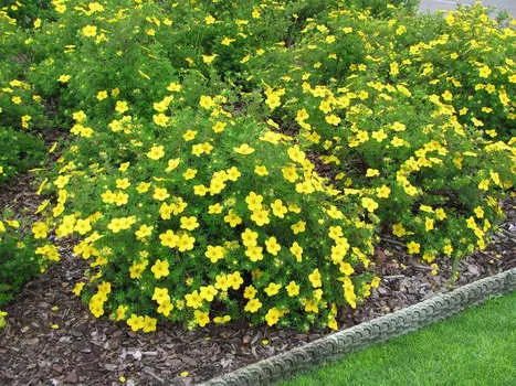 Курильский чай Гигант Хеченса