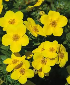 Курильский чай Голдфингер