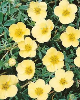 Курильский чай Катерина Дукс