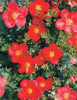 Курильский чай Красный победитель