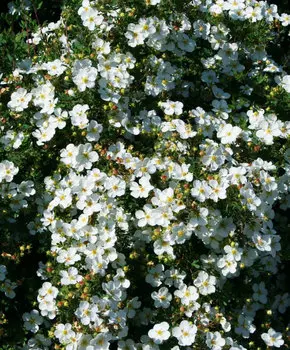 Курильский чай Манчу