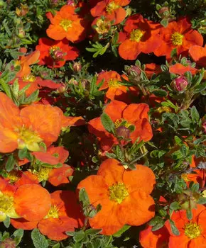 Курильский чай Оранжевый Хоплис