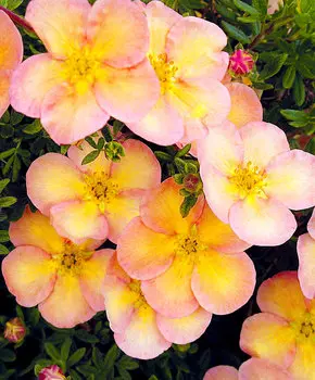 Курильский чай Рассвет