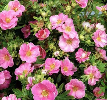 Курильский чай Розовый рай