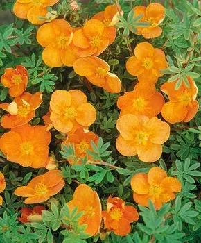 Курильский чай Закат