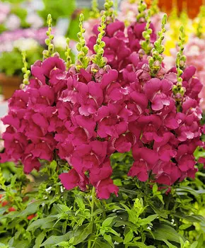 Львиный зев Близнецы Фиолетовый