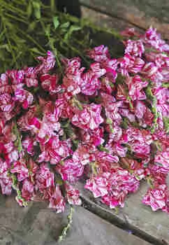 Львиный зев Фиолетовый твист