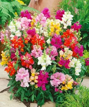 Львиный зев Хоровод набор