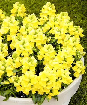 Львиный зев Кимоно Зеленовато-жёлтый