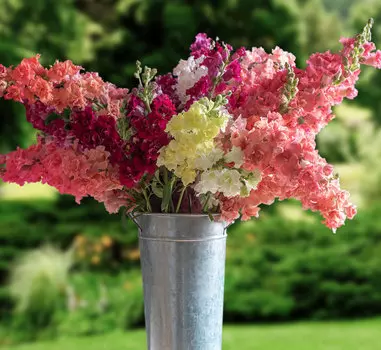 Львиный зев Мадам Баттерфляй набор