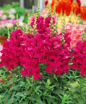 Львиный зев Мэриленд Королевский