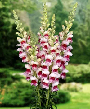 Львиный зев Мэриленд Слива в цвету