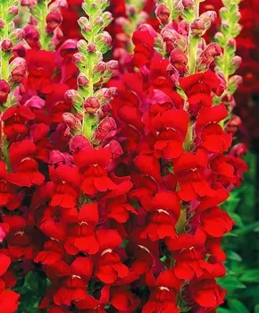 Львиный зев Опус Красный