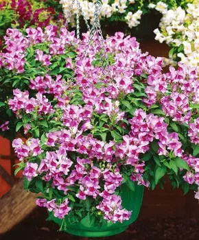 Львиный зев Снэппи Орхидея