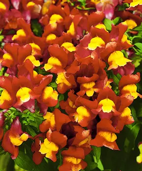 Львиный зев Снэппи Жёлто-красный