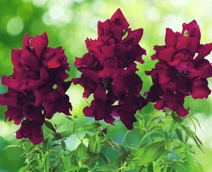 Львиный зев Снэпшот Бургунди