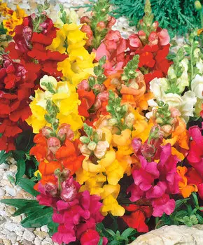 Львиный зев Яркое Кимоно набор