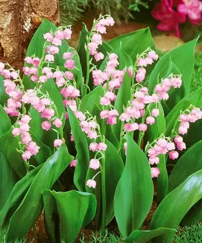 Ландыш Розовый