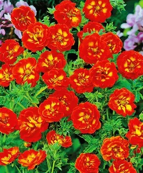 Лапчатка гибридная Вильям Роллиссон