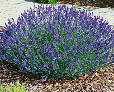 Лаванда Английская