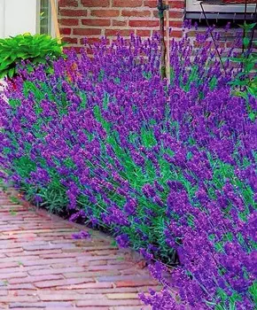 Лаванда английская Манстед