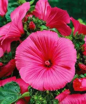 Лаватера Красный бант