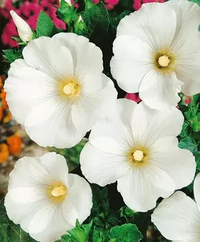 Лаватера Монблан