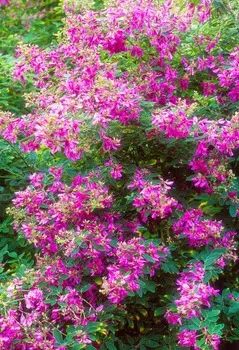 Леспедеца двуцветная