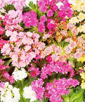 Левизия Котиледон Радуга набор