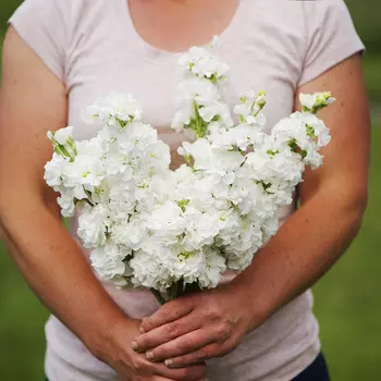 Левкой Маммут Белоснежное рождество