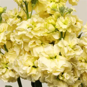 Левкой Маммут Божественный жёлтый