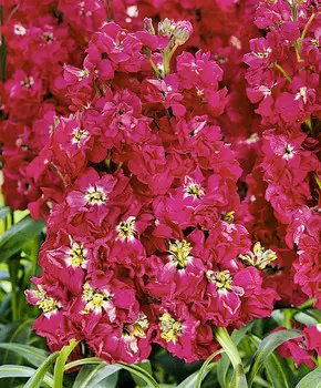 Левкой Маммут Огранённые рубины