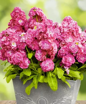 Левкой Тен Вик Розовый